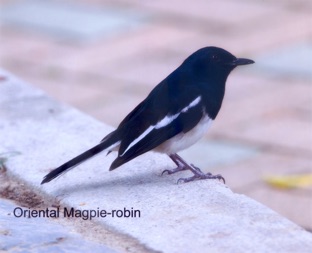 Oriental Magpie-robin